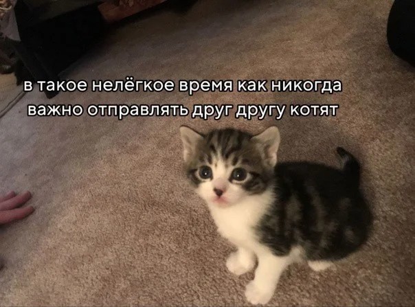 Создать мем: кошки маленькие, кошечка, котята