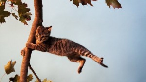 Создать мем: кошка, кота сдувает ветром, strong wind