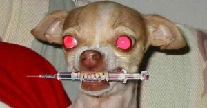 Create meme: dog crazy, dog, dog with a syringe in his teeth