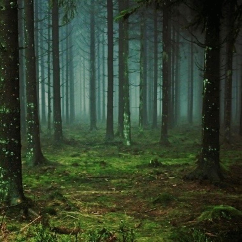 Create meme: mysterious forest, forest forest, dense forest