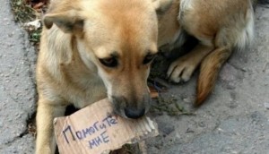 Create meme: dog, homeless, dog