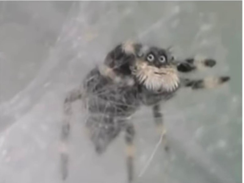 Create meme: Spider grandfather, jumping spiders, Himalayan spider