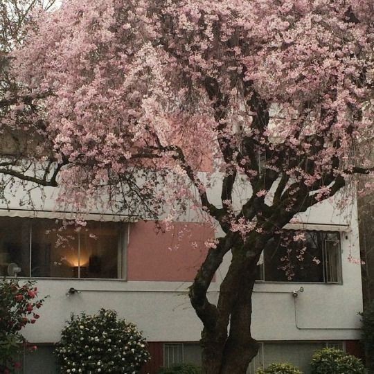 Create meme: cherry blossoms , Sakura , Sakura tree