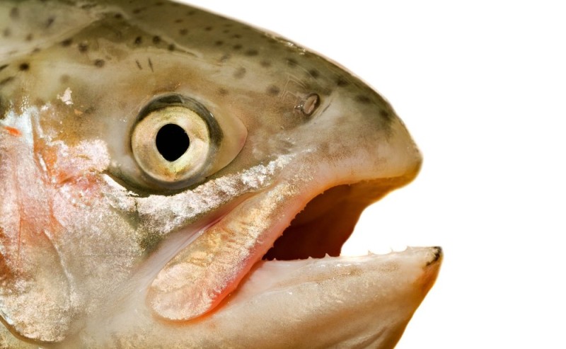 Создать мем: рыба форель, хочу сибаса, голова лосося