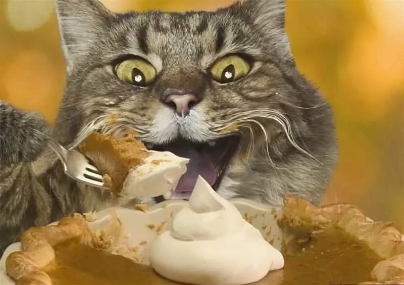 Create meme: cat with food, cat eats sour cream, cat in sour cream