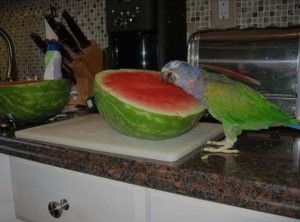 Create meme: parrot and watermelon meme, parrot large, parrot and watermelon