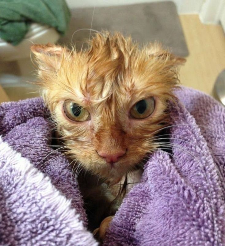 Create meme: wet ginger cat, a mangy cat, funny cat