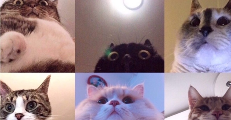 Create meme: cat, memes with cats , cat 