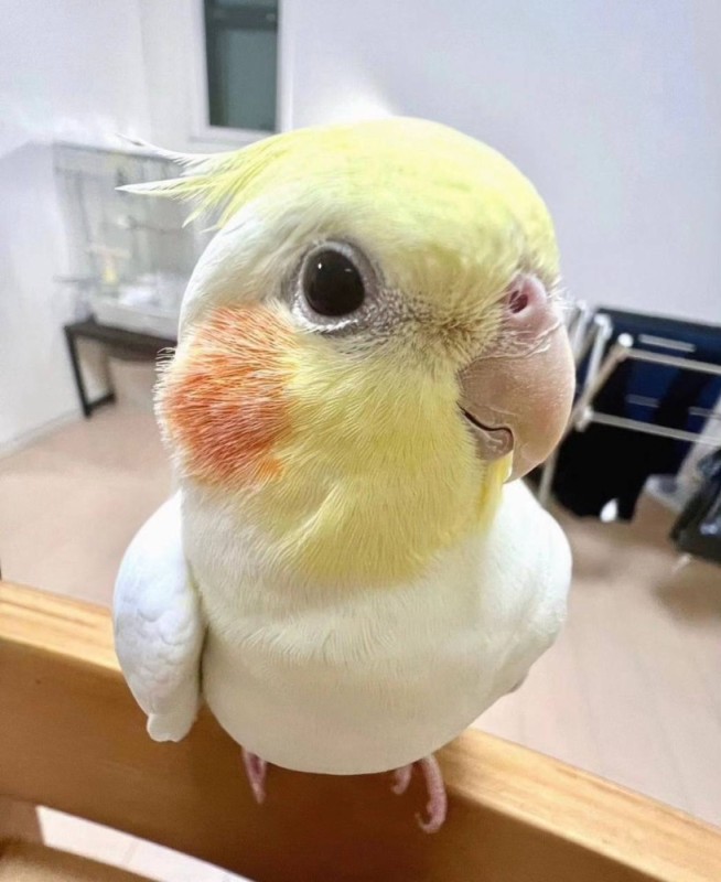 Create meme: Corella parrot, the parrot is cute, korela the parrot