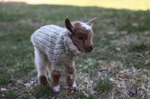 Create meme: sweater weather, touching animals, newborn goats