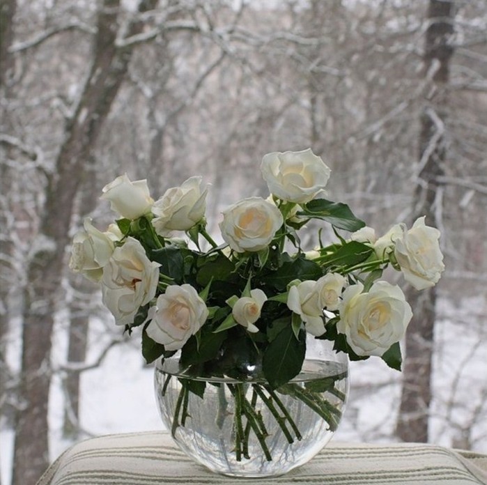 Create meme: flowers in winter, white roses in the snow, flowers on the winter window