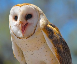 Create meme: Australian barn owl, the barn owl, barn owl owl