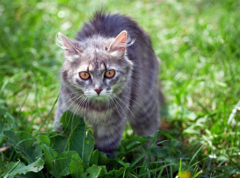 Create meme: cat in the grass, cat , grey cat