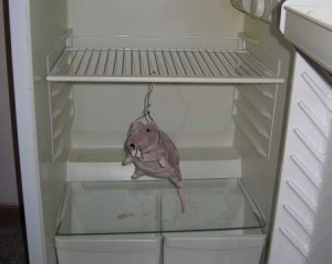 Create meme: photo of the fridge with cheese and mouse hanged, the mouse hanged in the refrigerator joke, the mouse hanged in the refrigerator images