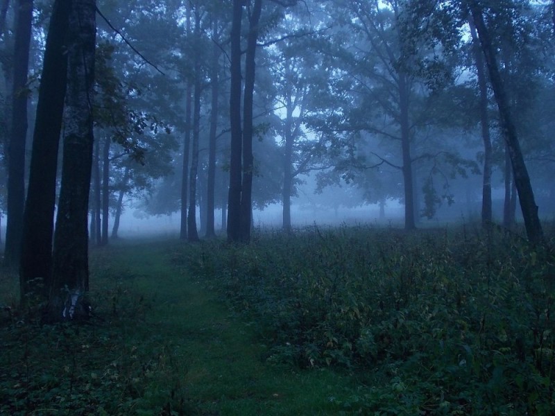Создать мем: лес мрачный, темный лес, лес в тумане