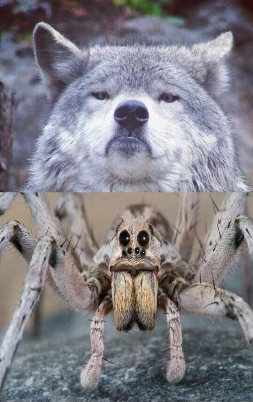 Создать мем: big spider, ауф мем волк, волк мем