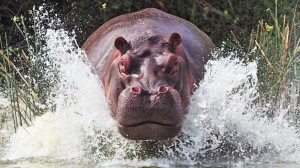 Create meme: Kaliningrad zoo, Hippo, Hippo werewolf
