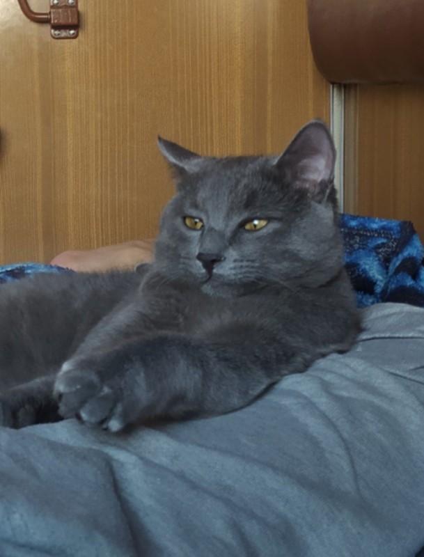 Create meme: gray cat, Smokey cat, russian blue cat