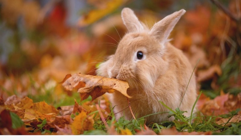 Create meme: animals in the fall, autumn animals, animals in the autumn forest