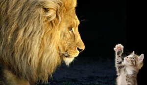 Создать мем: лев, лев и кошка, lion