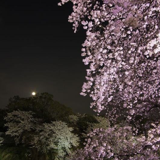 Create meme: Sakura at night, Sakura , cherry blossoms 