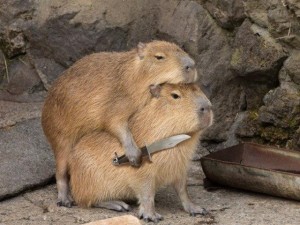 Create meme: capybara cub, the capybara, Vdovenko capybara