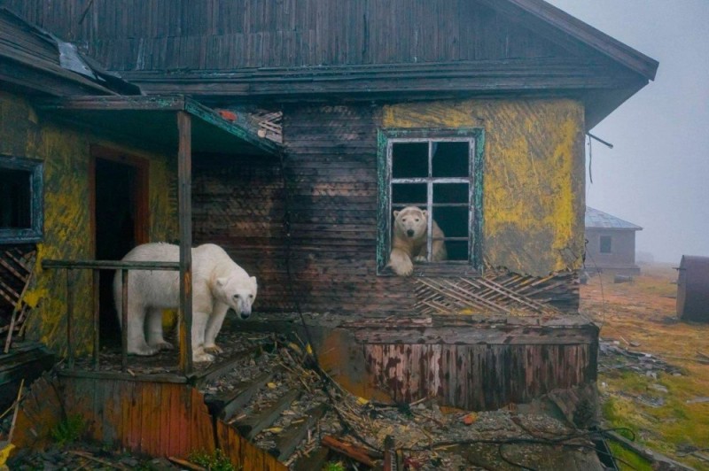 Create meme: Dmitry Koch bears, polar bear in the Moscow zoo, Dmitry Koch polar bears at an abandoned weather station