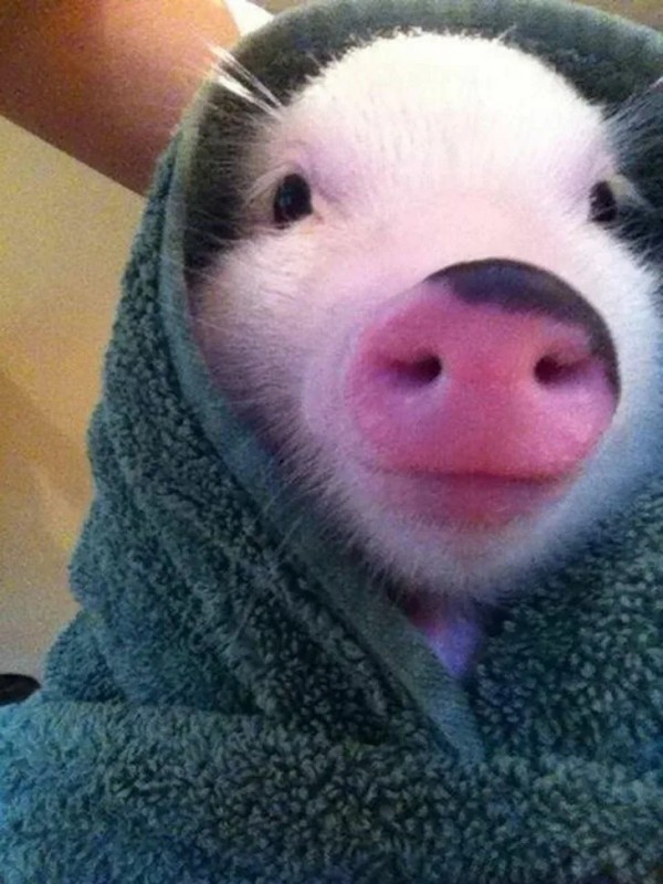 Create meme: pig selfie, funny pig, funny pig