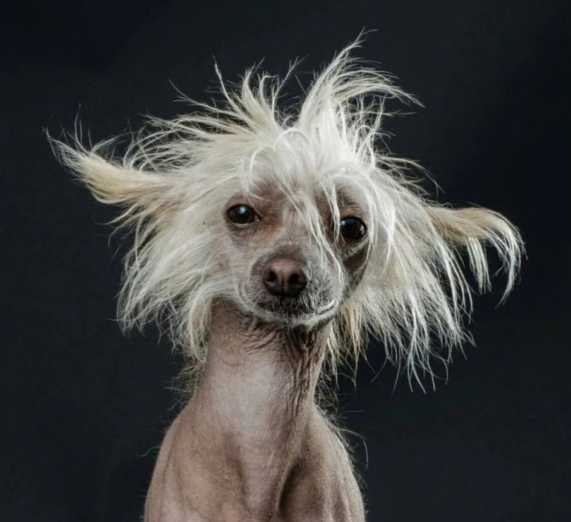 Create meme: Chinese crested dog, Chinese crested, a bald crested dog