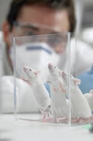 Create meme: research on mice, Rat Paradise experiment universe 25, wistar laboratory rats