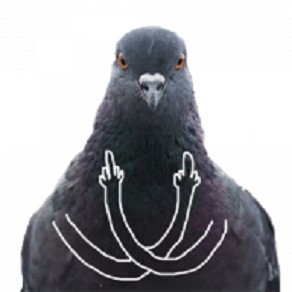 Создать мем: Чёрный голубь