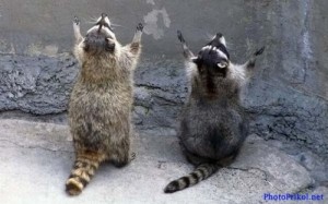Create meme: raccoon worships, raccoon praying, raccoon back