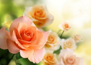 Create meme: pink, beautiful roses, flowers roses