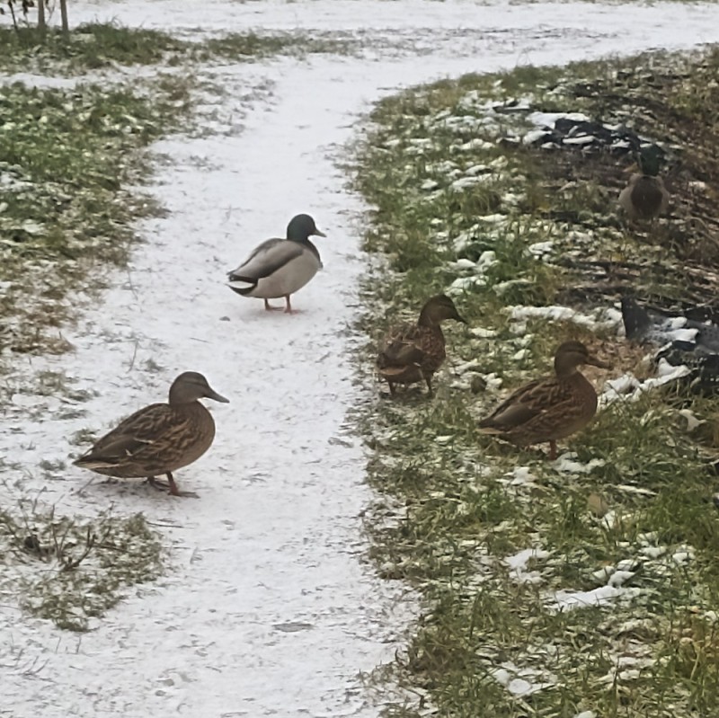 Create meme: ducks in the pond, ducks in winter, duck 