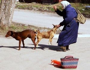 Create meme: dogs stuck together priests, dog Abaca, The tail in the tail