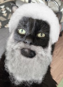 Создать мем: кот марсик, кот учёный, кот с бородой