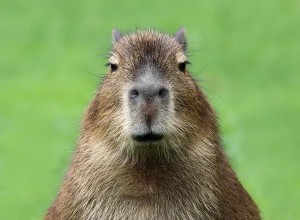 Create meme: Vdovenko capybara, angry capybara, a pet capybara