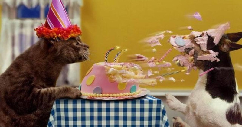 Create meme: cat happy birthday, happy birthday cat, the cat congratulates on dr