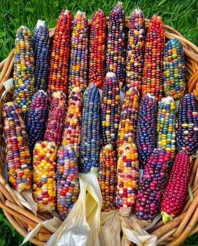 Create meme: decorative corn amero, Indian corn, multicolored corn