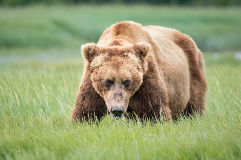 Создать мем: аляскинский бурый медведь, большой бурый медведь, медведь гризли
