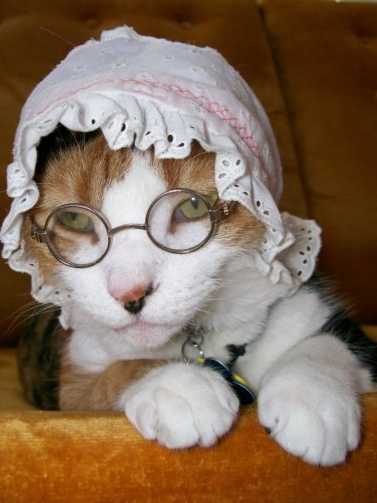 Create meme: the cat in the bonnet, the cat in the bonnet, the cat in the scarf