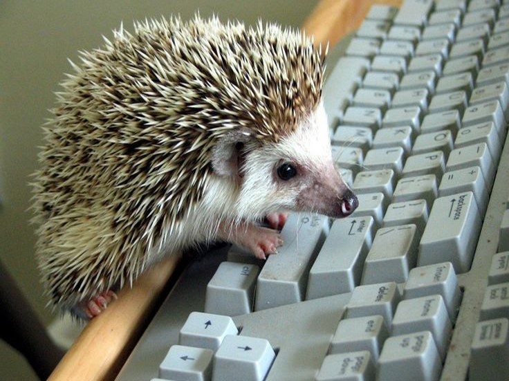 Create meme: It's a hedgehog, funny hedgehog, smart hedgehog