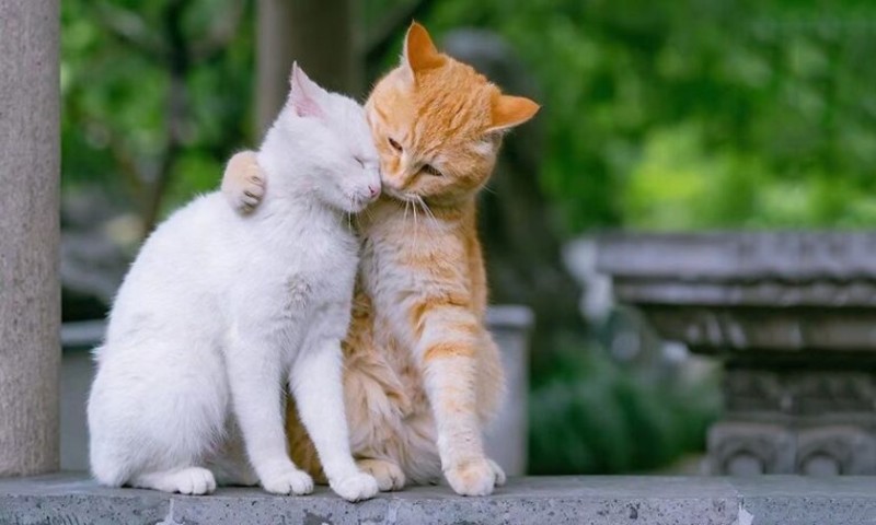 Create meme: love for cats, animals cute, the cat is caressing