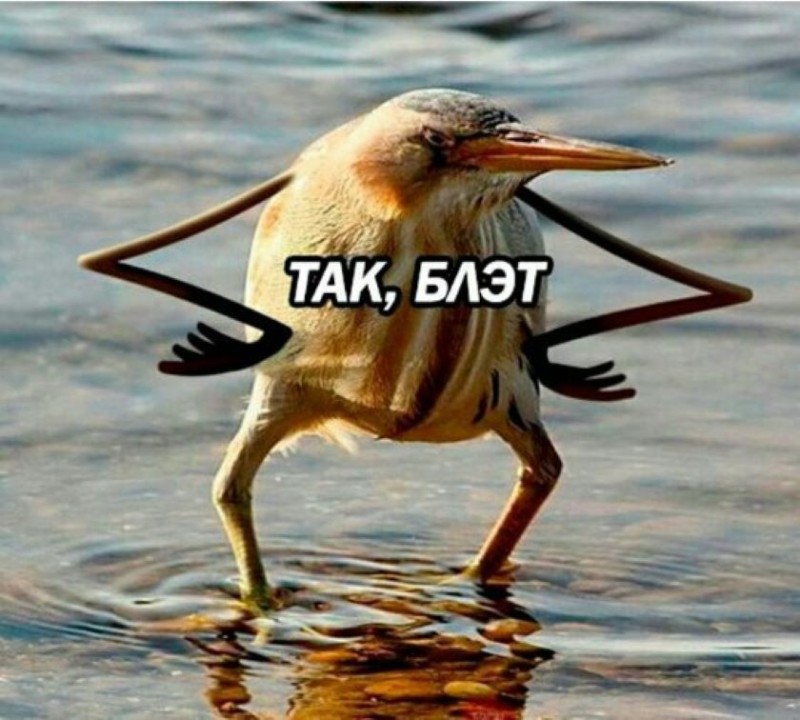 Create meme: blat, so, blet bird meme, so, blet bird