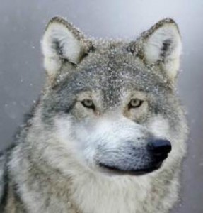 Create meme: auf wolf, wolf memes, grey wolf