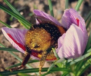 Create meme: ass bumblebee, the butt of the bumblebee, bumblebees