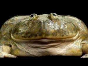 Create meme: the Goliath frog, toad frog