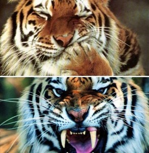 Create meme: roar, tiger animal, tiger and leopard