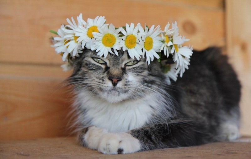 Create meme: The cat in daisies, a bouquet of daisies and a cat, cat with flowers 