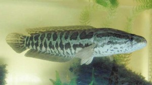 Create meme: aquarium snakehead species, the snakehead fish pictures, snakehead